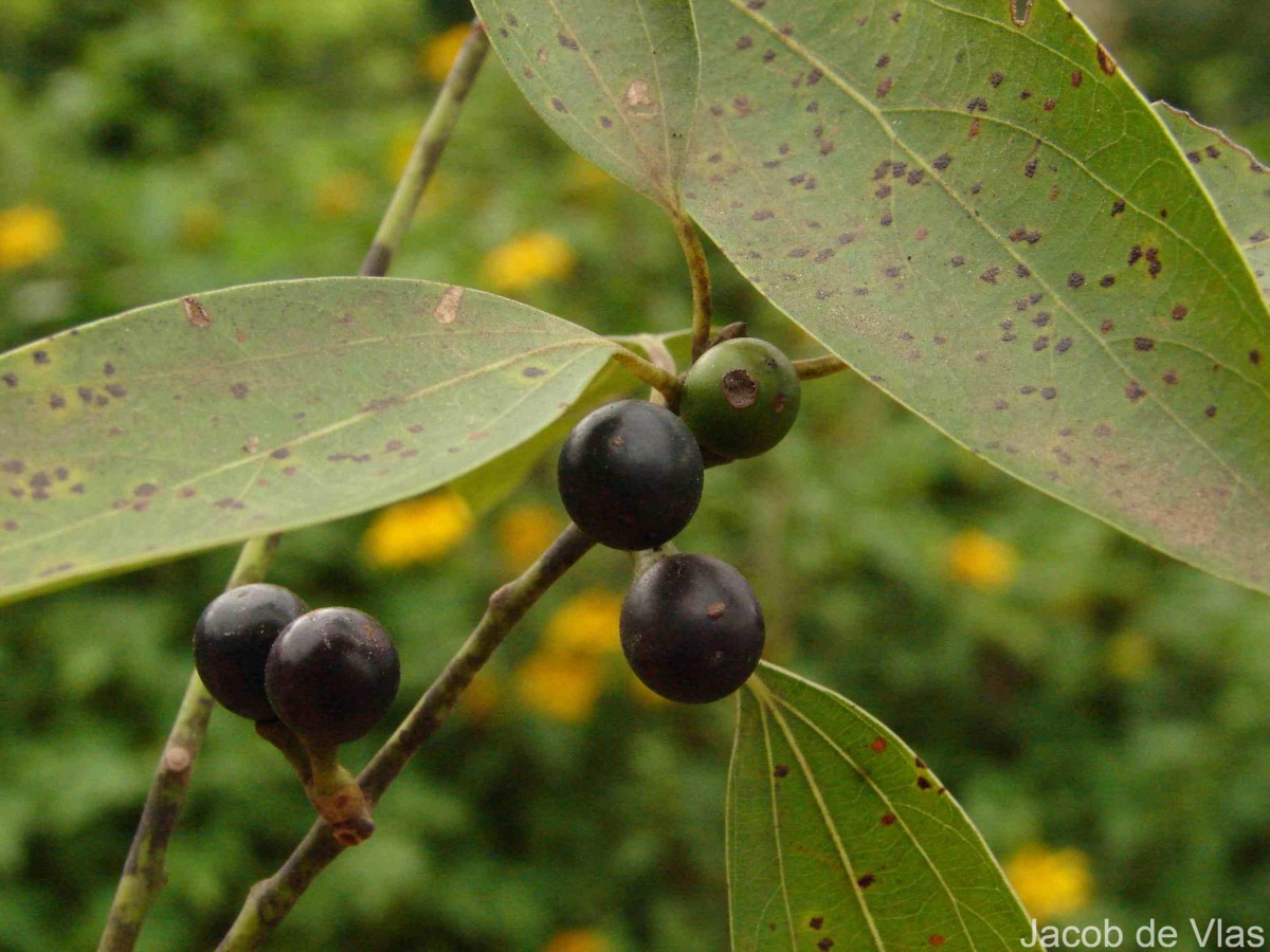 Neolitsea cassia (L.) Kosterm.